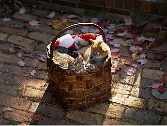 传闻：PS5 Slim将于11月10日发售