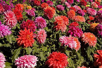 前《龙腾世纪》首席编剧新作正式命名 《流浪之神》商店页面上线