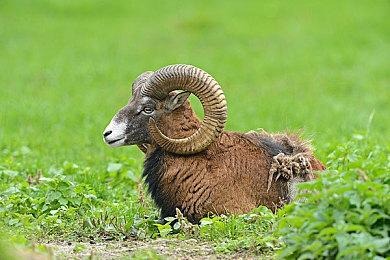 今天是《只狼》发售五周年 众多玩家表示纪念